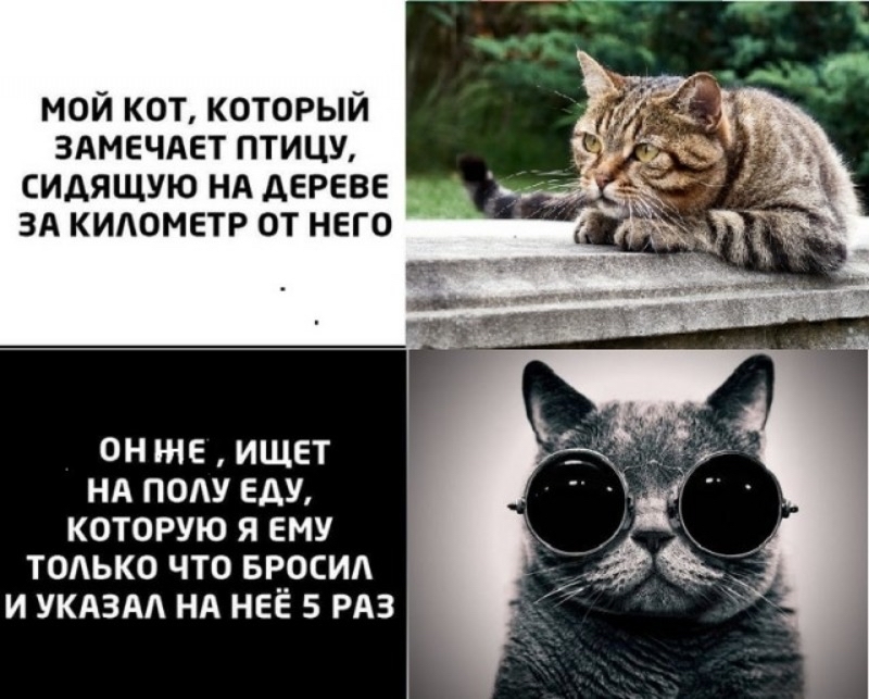 But it's true - cat, Images, Picture with text