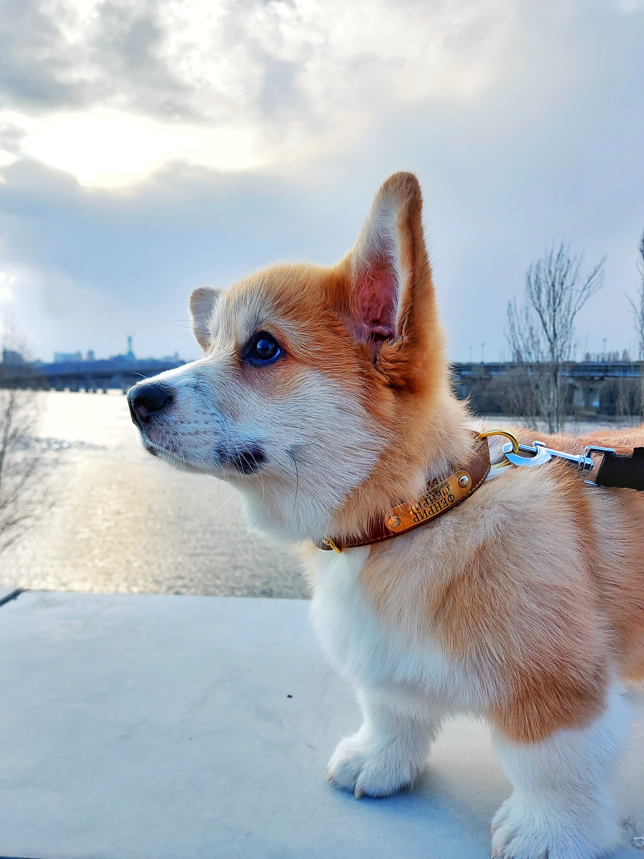 Dream come true - My, Puppies, Corgi, Dog, Happiness, Longpost, The photo