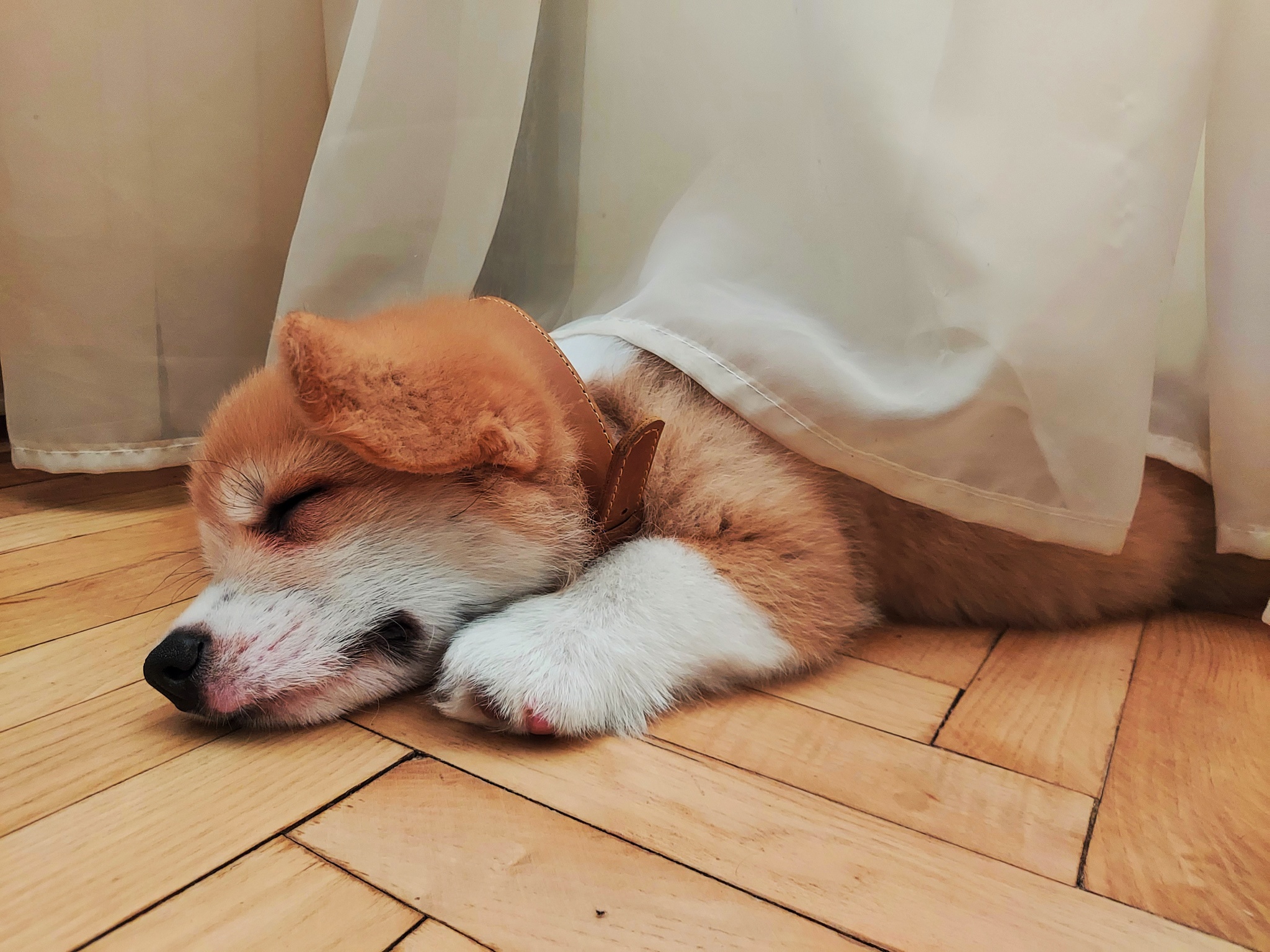 Dream come true - My, Puppies, Corgi, Dog, Happiness, Longpost, The photo