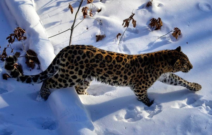 Save the leopard. How a national park in Primorye is reviving the population of an almost extinct predator - Leopard, Far Eastern leopard, Land of the Leopard, National park, Reserves and sanctuaries, Big cats, Red Book, Cat family, Primorsky Krai, Longpost