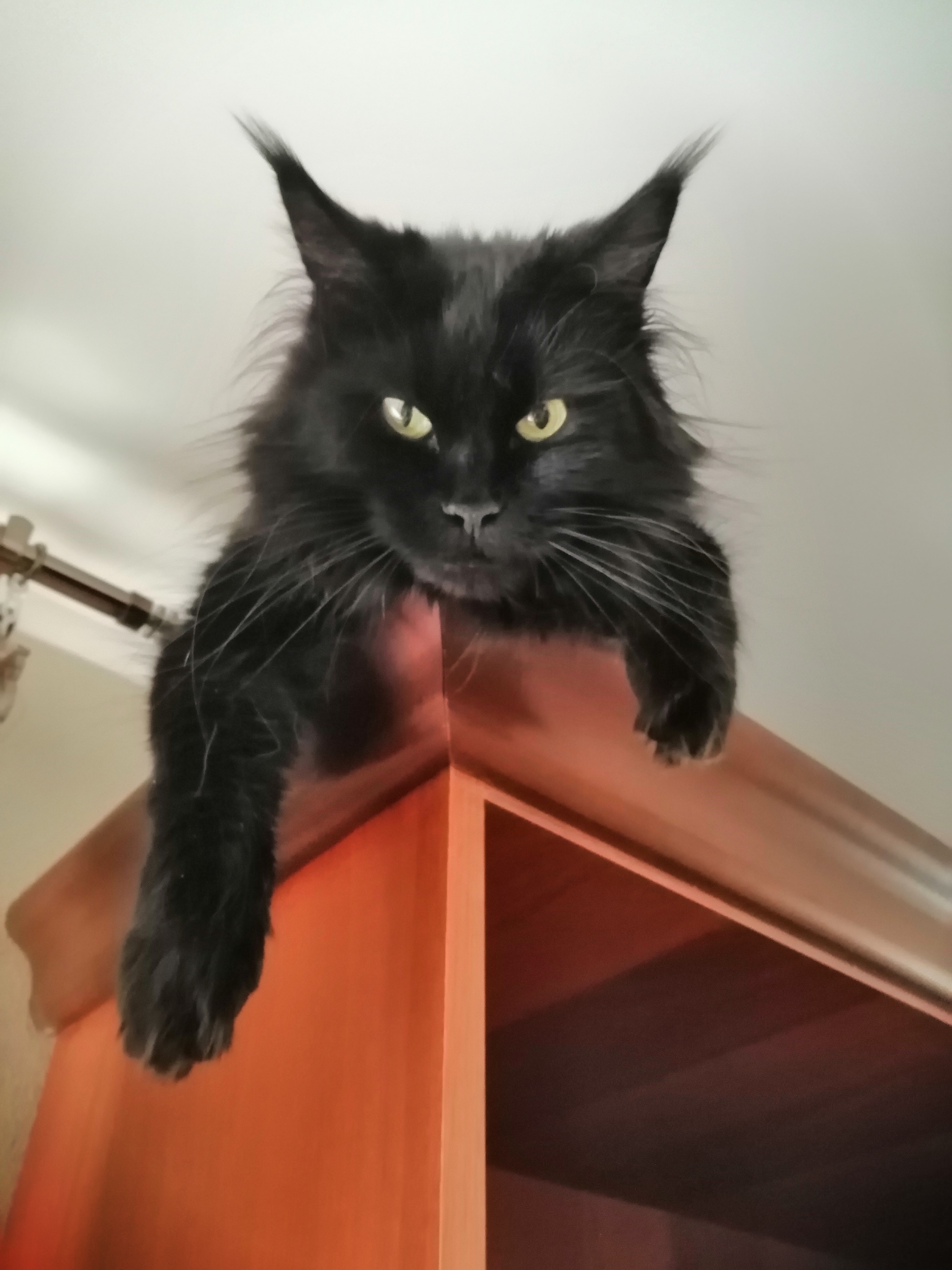 On the topic of cats - My, Black cat, Reply to post, Maine Coon, Longpost, cat