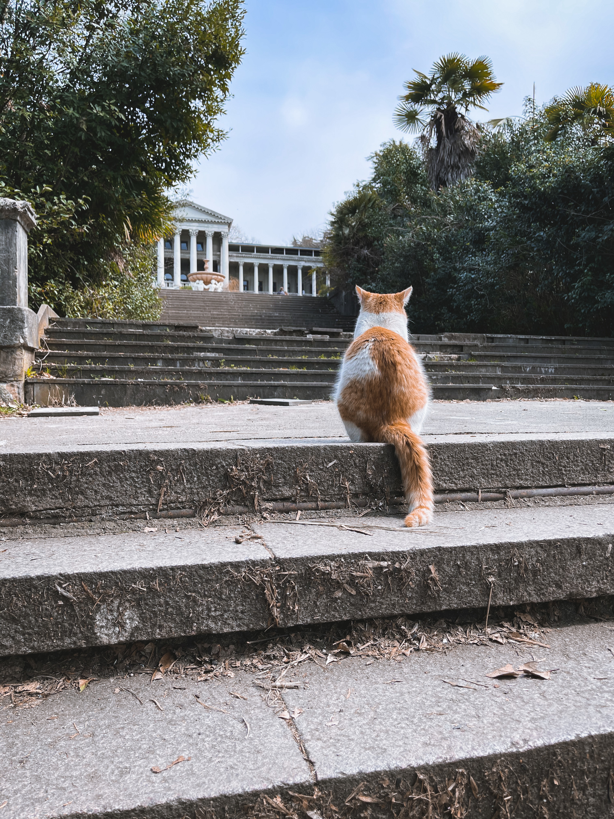 Contemplator - My, cat, Sochi, Sanatorium Ordzhonikidze