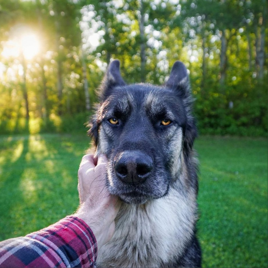 He's not a good boy for you - Animals, Dog, German Shepherd, Brutality, Severity, Good boy, Longpost, The photo, Sight