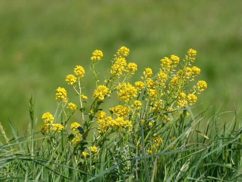 “Grassland” of our childhood - Childhood, Village, Yummy, Summer, Childhood in the USSR, Yandex Zen, Longpost