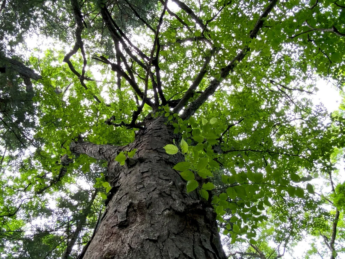 Tree allergy sufferer's horror - Bush, Birch, Yandex Zen, Longpost, Tree