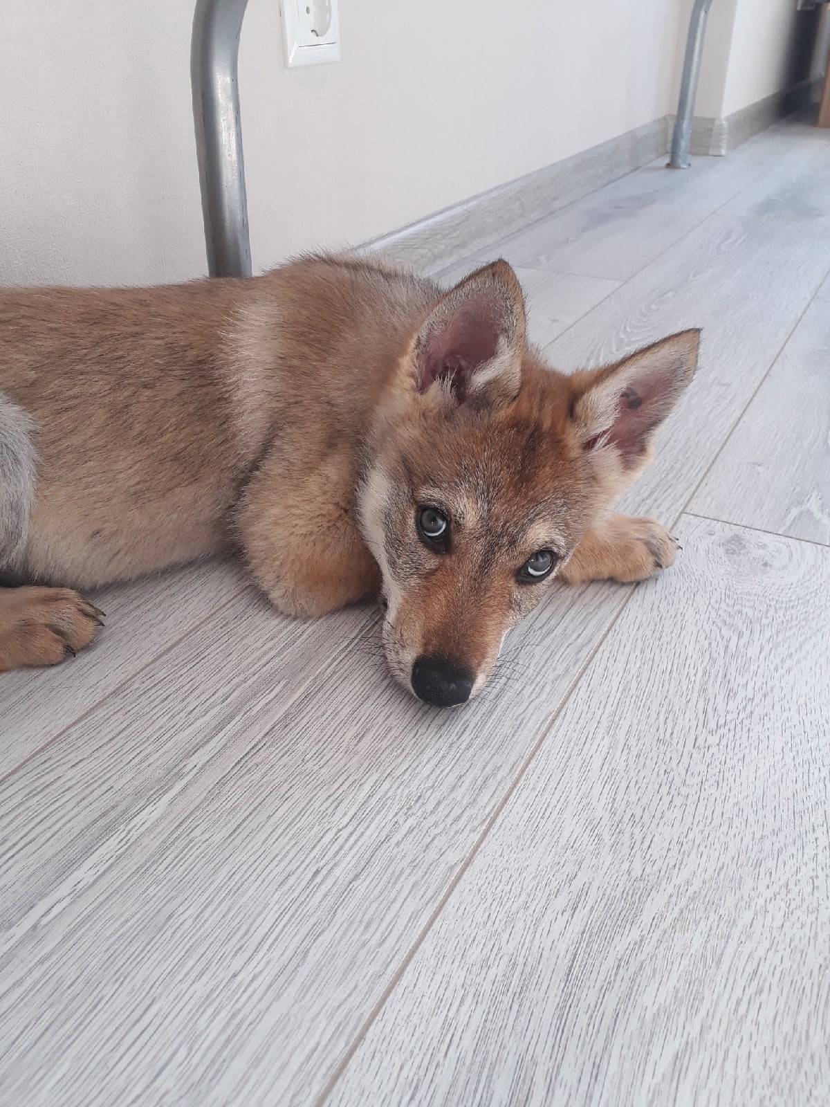 Little wolfdog - My, Czechoslovak Vlcak, Dog, Longpost, Life stories