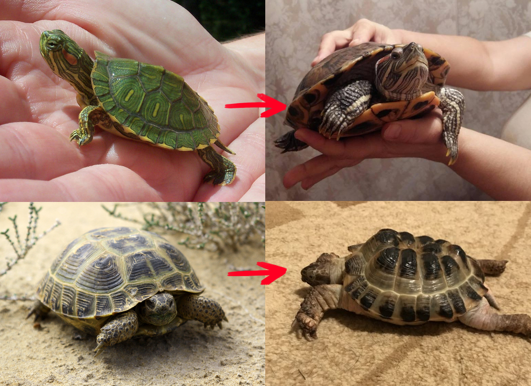Сухопутные черепахи. Рекомендации по уходу и содержанию