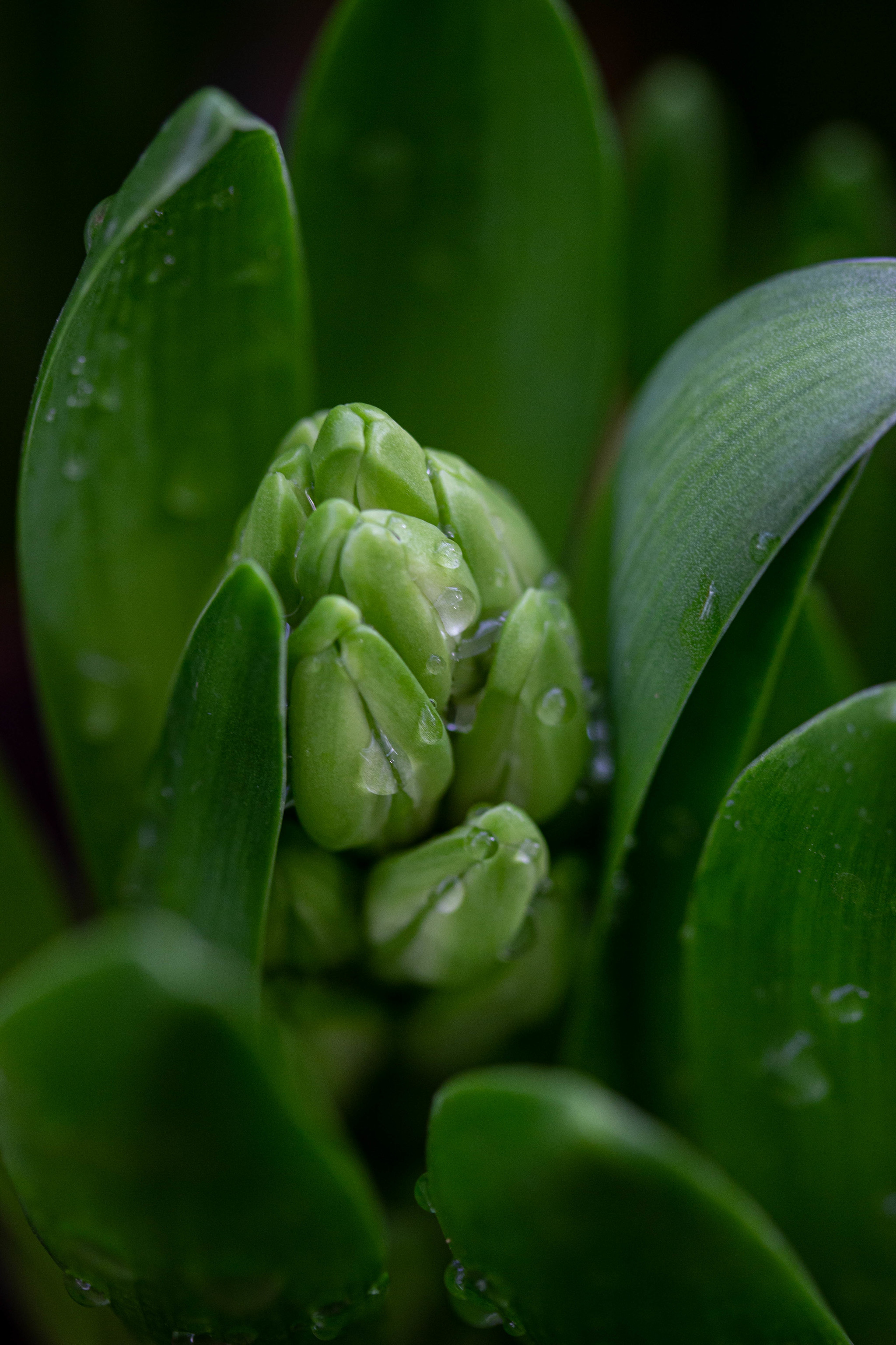 Waiting for Spring - My, Tulips, Flowers, Hyacinths, Macro photography, Longpost