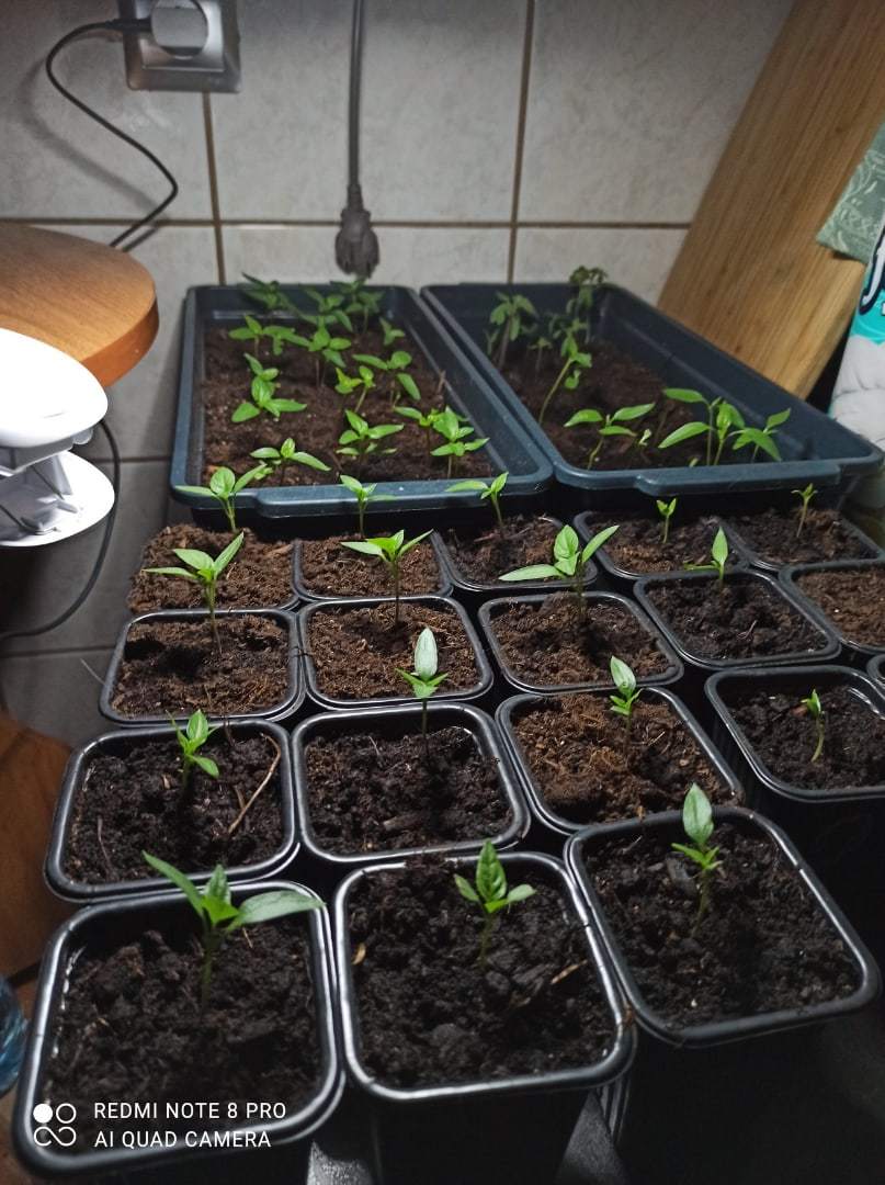 The beginning of the beginning, or how I started growing hot peppers - My, Hot peppers, Habanero, Longpost, Pepper farming