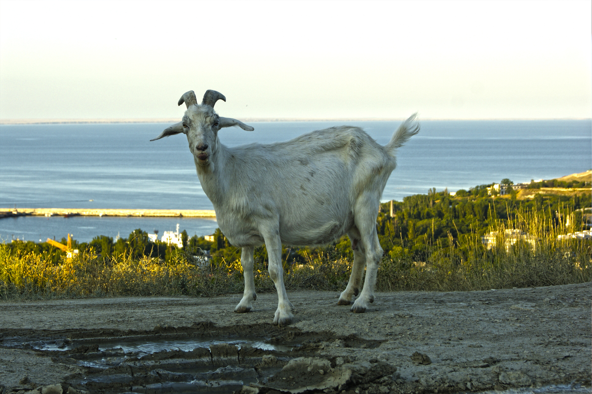 Crimean animals - My, Crimea, The photo, Animals, cat, Goat, Pigeon, Longpost