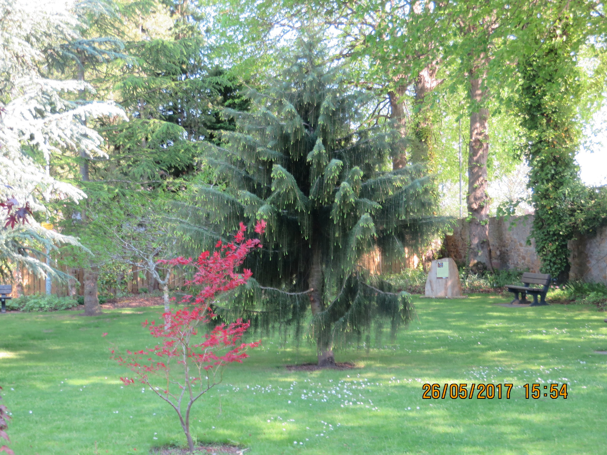 Elgin, Moray. Bible Garden - My, Travels, Story, Scotland, Town, The cathedral, Longpost