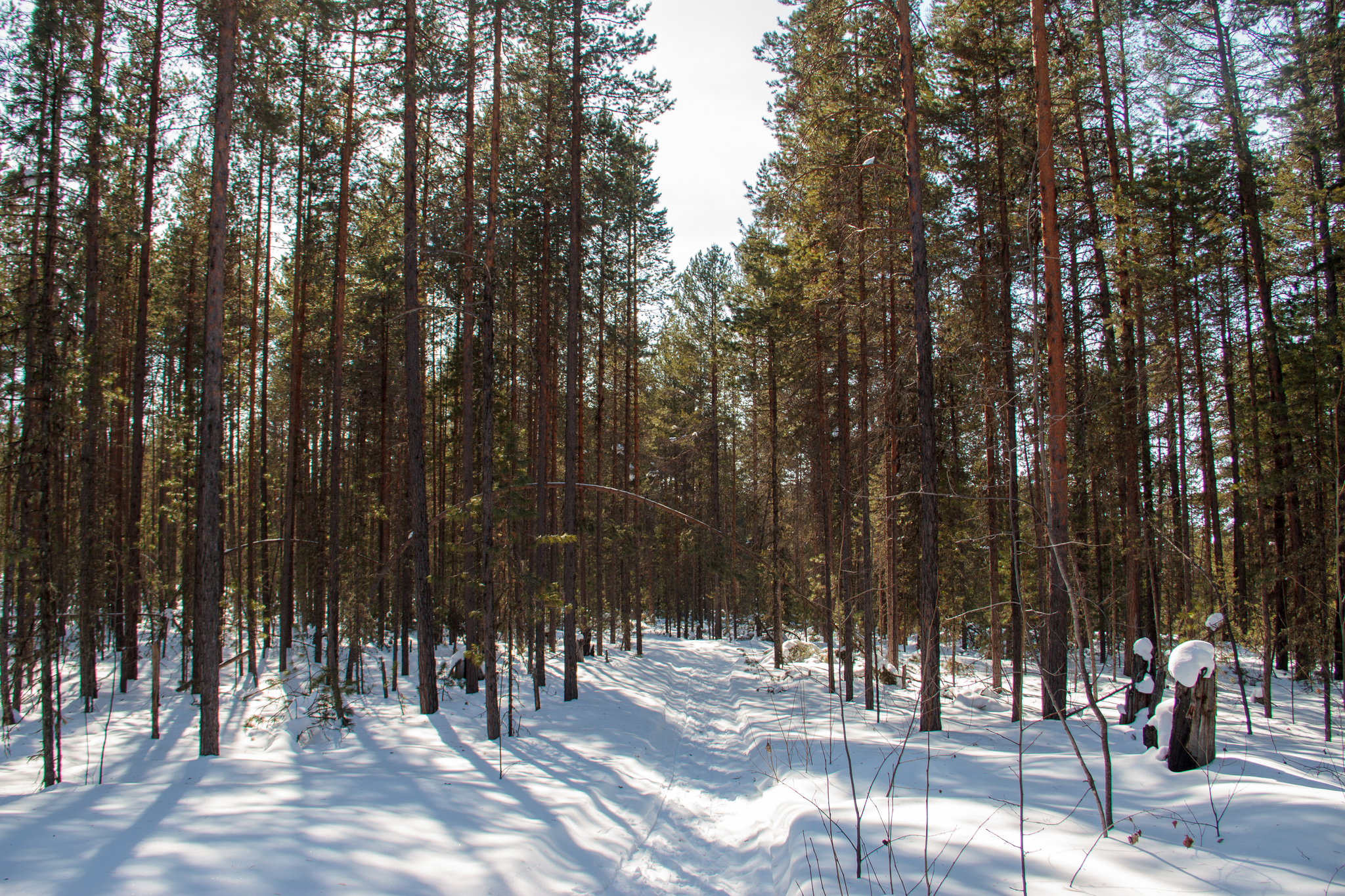 Northern Baikal in winter. part 3 - My, Skis, Baikal, Winter, The nature of Russia, Tourism, Nature, Snow, Travels, Travel across Russia, Longpost, The photo