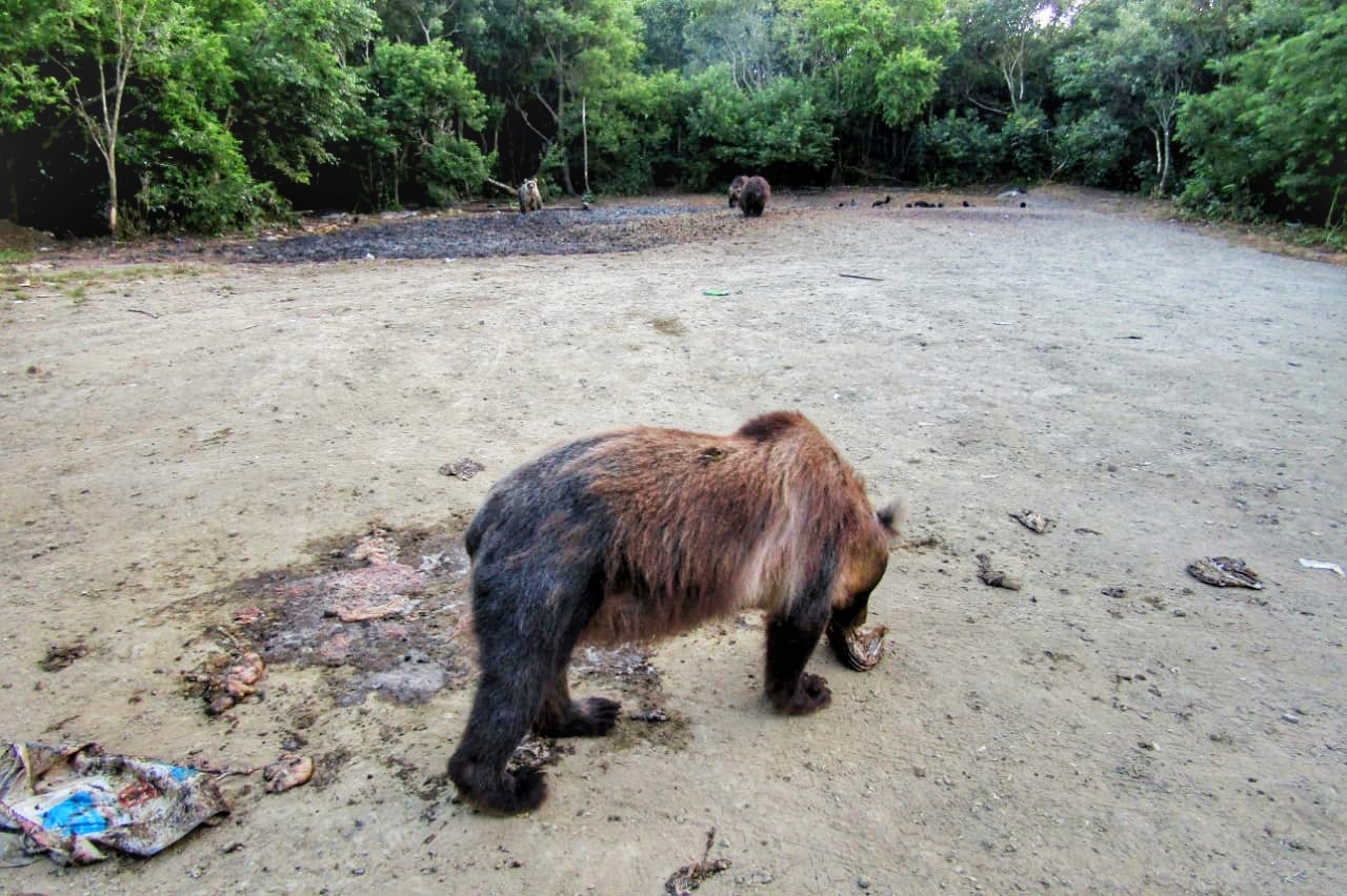 Wild animals of Sakhalin and the Kuril Islands - The Bears, Sakhalin, Brown bears, Fox, Nature, wildlife, The nature of Russia, Russia, Kurile Islands, Longpost