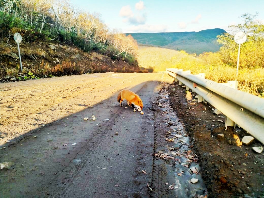 Wild animals of Sakhalin and the Kuril Islands - The Bears, Sakhalin, Brown bears, Fox, Nature, wildlife, The nature of Russia, Russia, Kurile Islands, Longpost