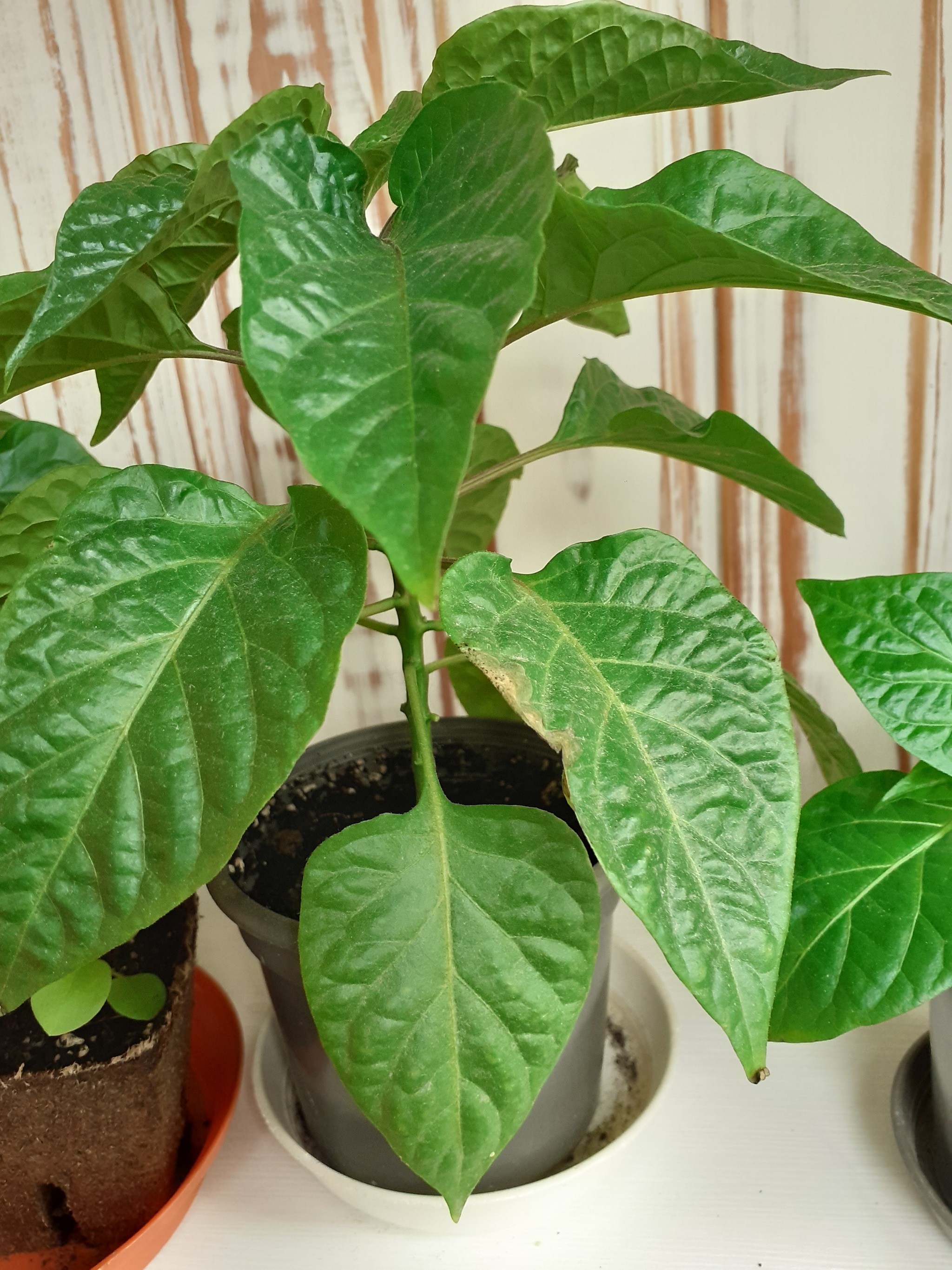 What kind of pain? - My, Pepper farming, Need advice, Longpost