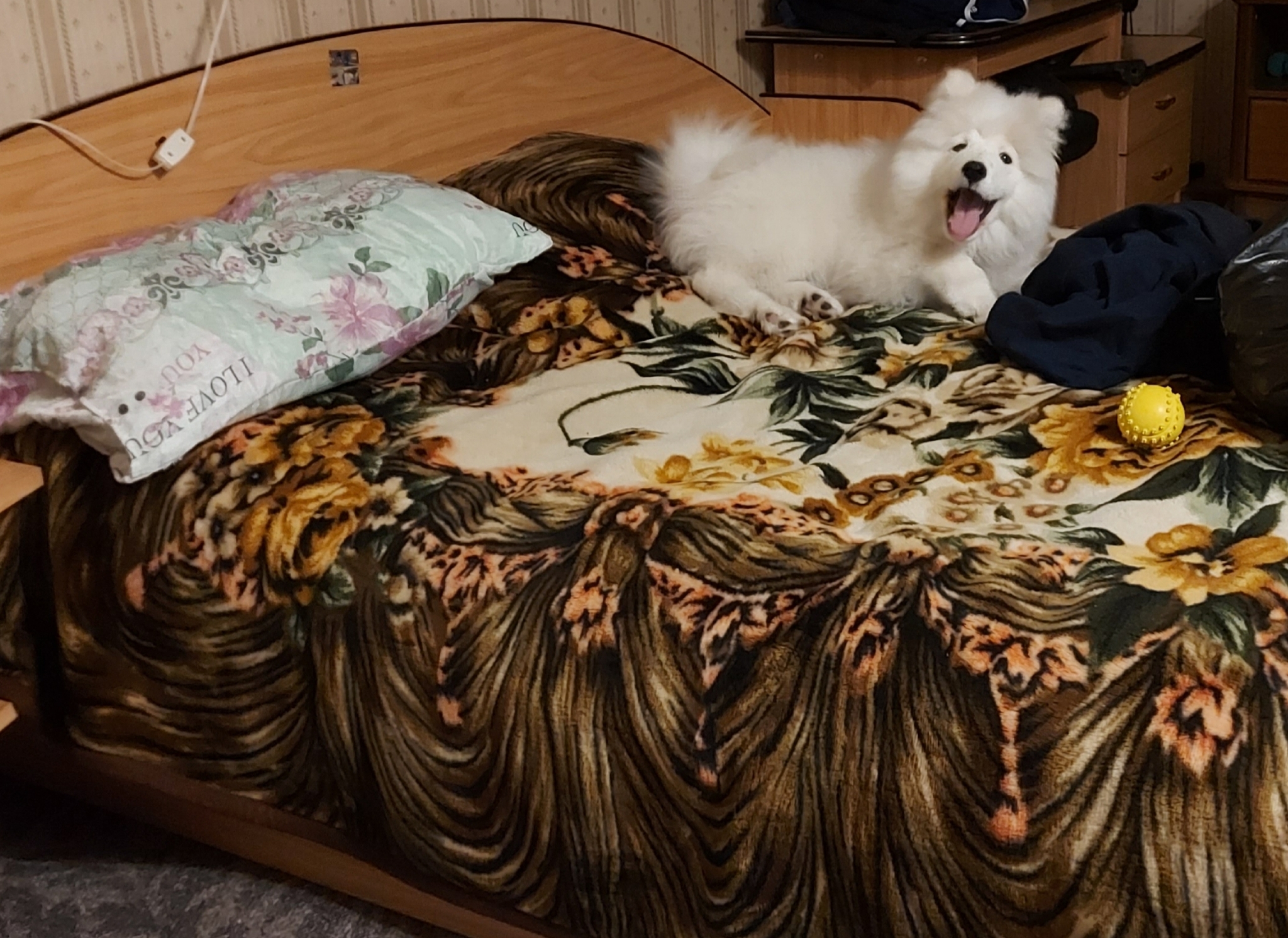 Smiling dog - My, Dog, Samoyed, Training, Puppies