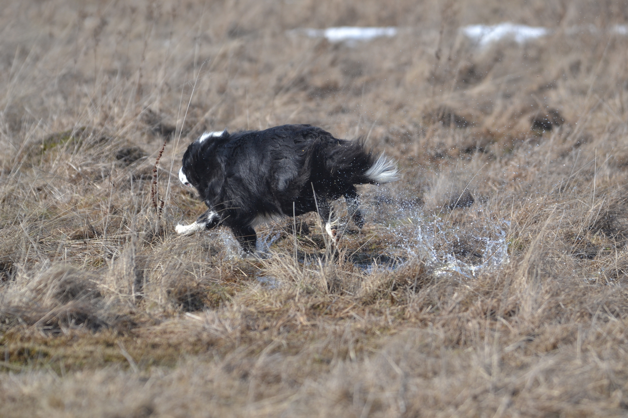 Spring is in full swing - My, Dog, Spring, Walk, Water, Video, Longpost