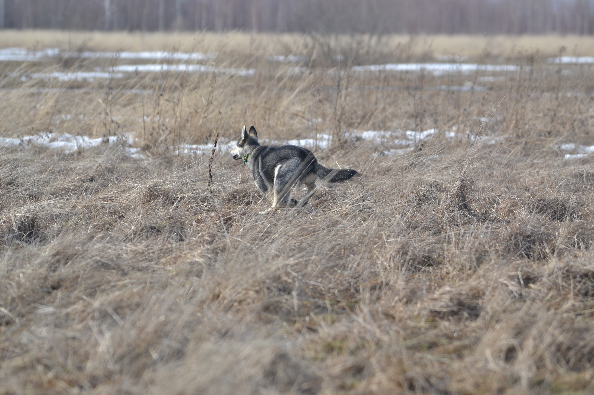 Spring is in full swing - My, Dog, Spring, Walk, Water, Video, Longpost