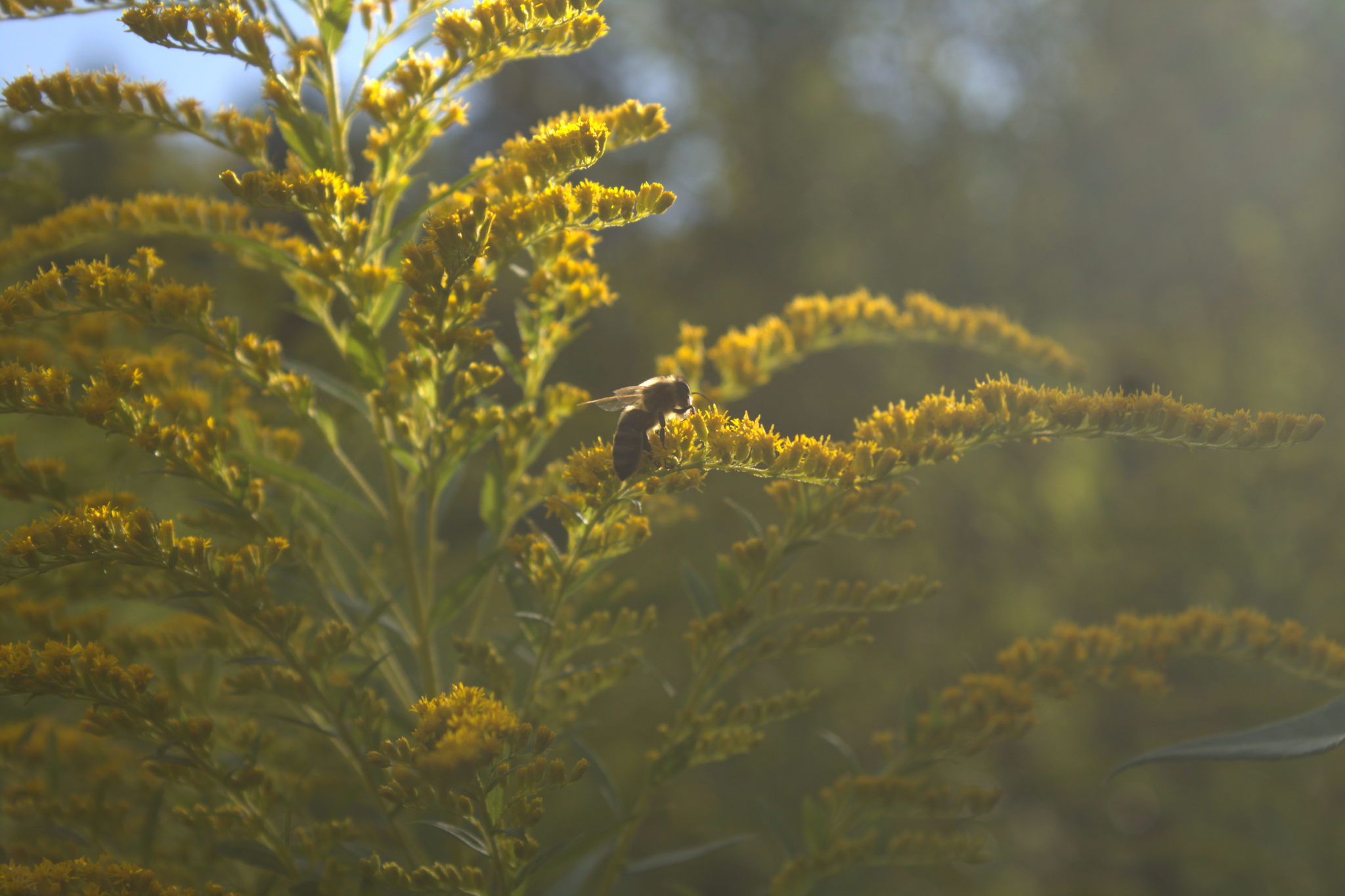 On the Sunset - My, The sun, Sunset, Flowers, Bees, The photo