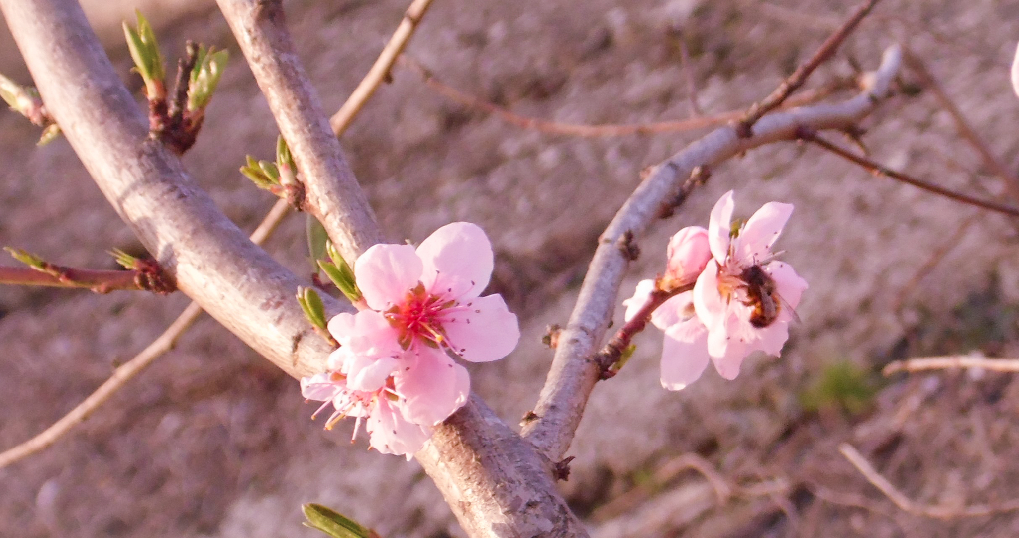 Spring came - My, The photo, Flowers, Tree, Sakura, Maykop, Spring, Longpost