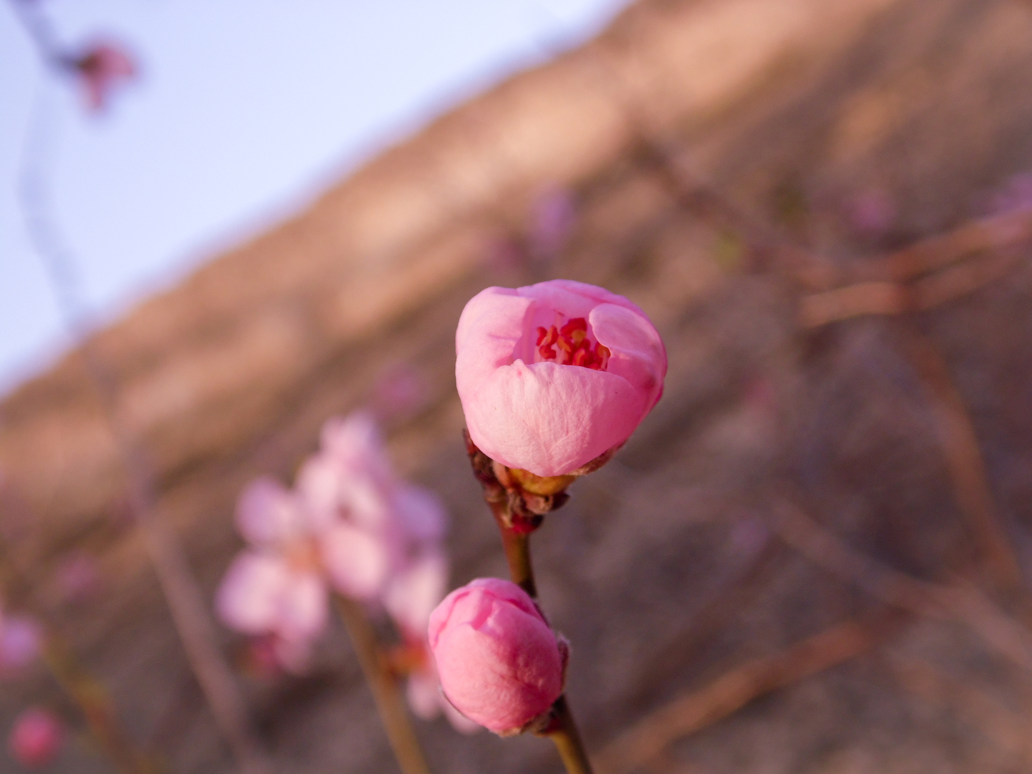 Spring came - My, The photo, Flowers, Tree, Sakura, Maykop, Spring, Longpost