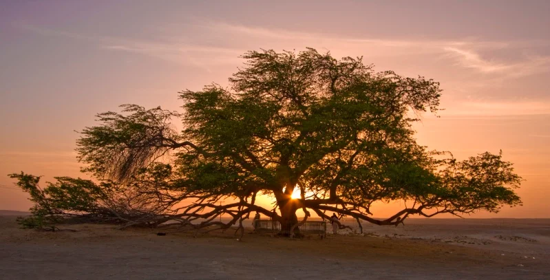 Tree destroyer - Tree, Desert, Yandex Zen, Longpost, Tree of Life, Bahrain