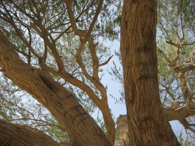 Tree destroyer - Tree, Desert, Yandex Zen, Longpost, Tree of Life, Bahrain