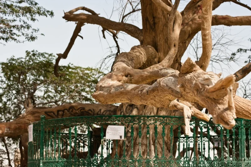 Tree destroyer - Tree, Desert, Yandex Zen, Longpost, Tree of Life, Bahrain