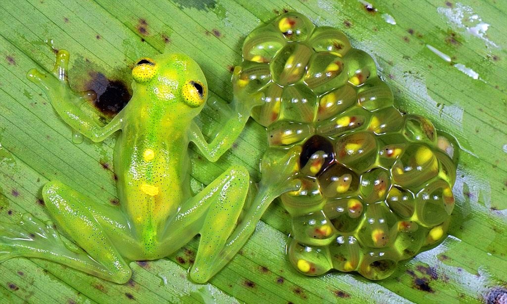 Caring for offspring in amphibians - My, Amphibians, Amphibian, Animals, Frogs, Biology, Zoology, Herpetology, Reproduction, Tree climbers, Tadpoles, Longpost, Surinamese Pipa