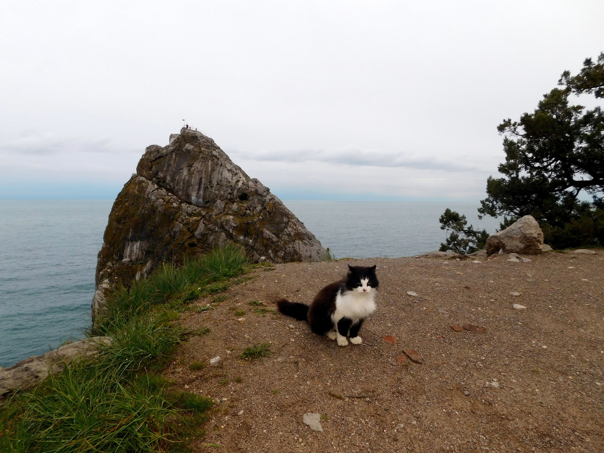 Seals - cat, Sea, The photo, Longpost