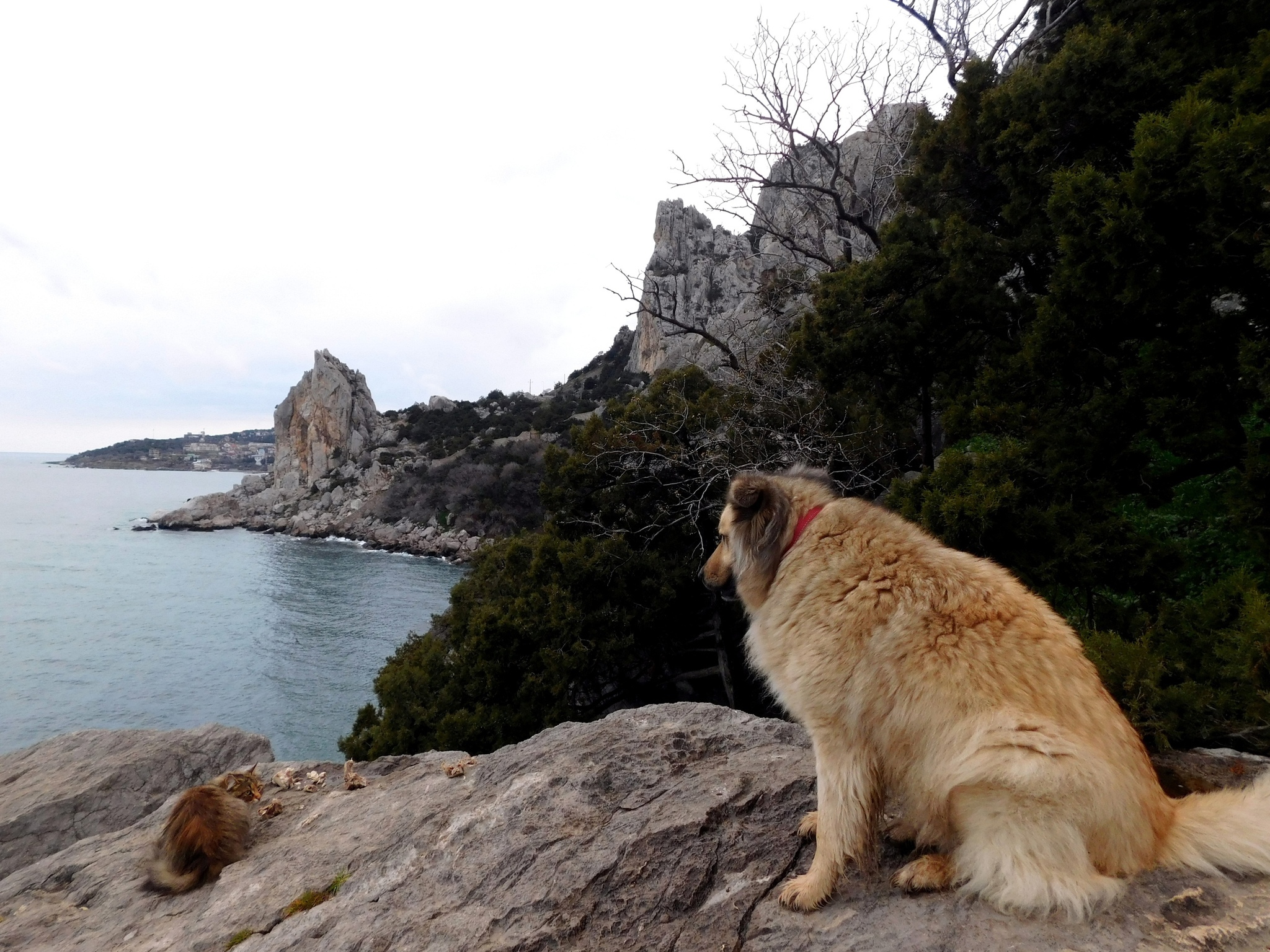 Seals - cat, Sea, The photo, Longpost