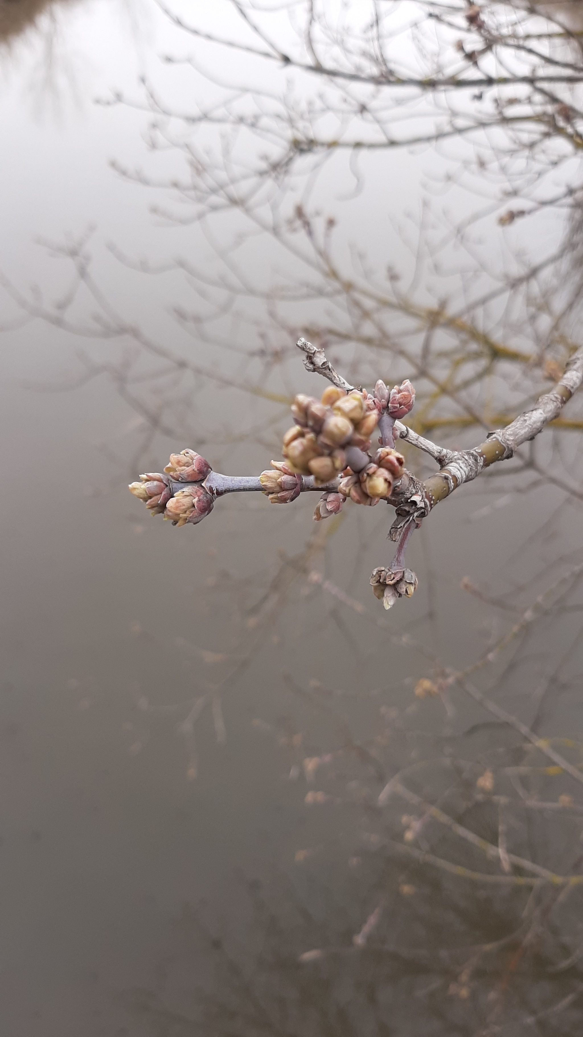 April shower - My, Rostov-on-Don, Mobile photography, Copyright, Longpost