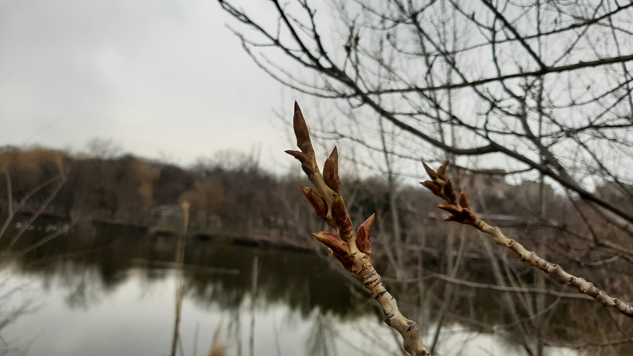 April shower - My, Rostov-on-Don, Mobile photography, Copyright, Longpost