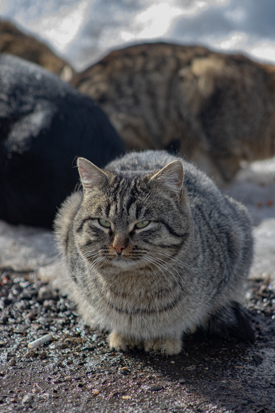 Street cats - My, The photo, cat, Animals, Longpost