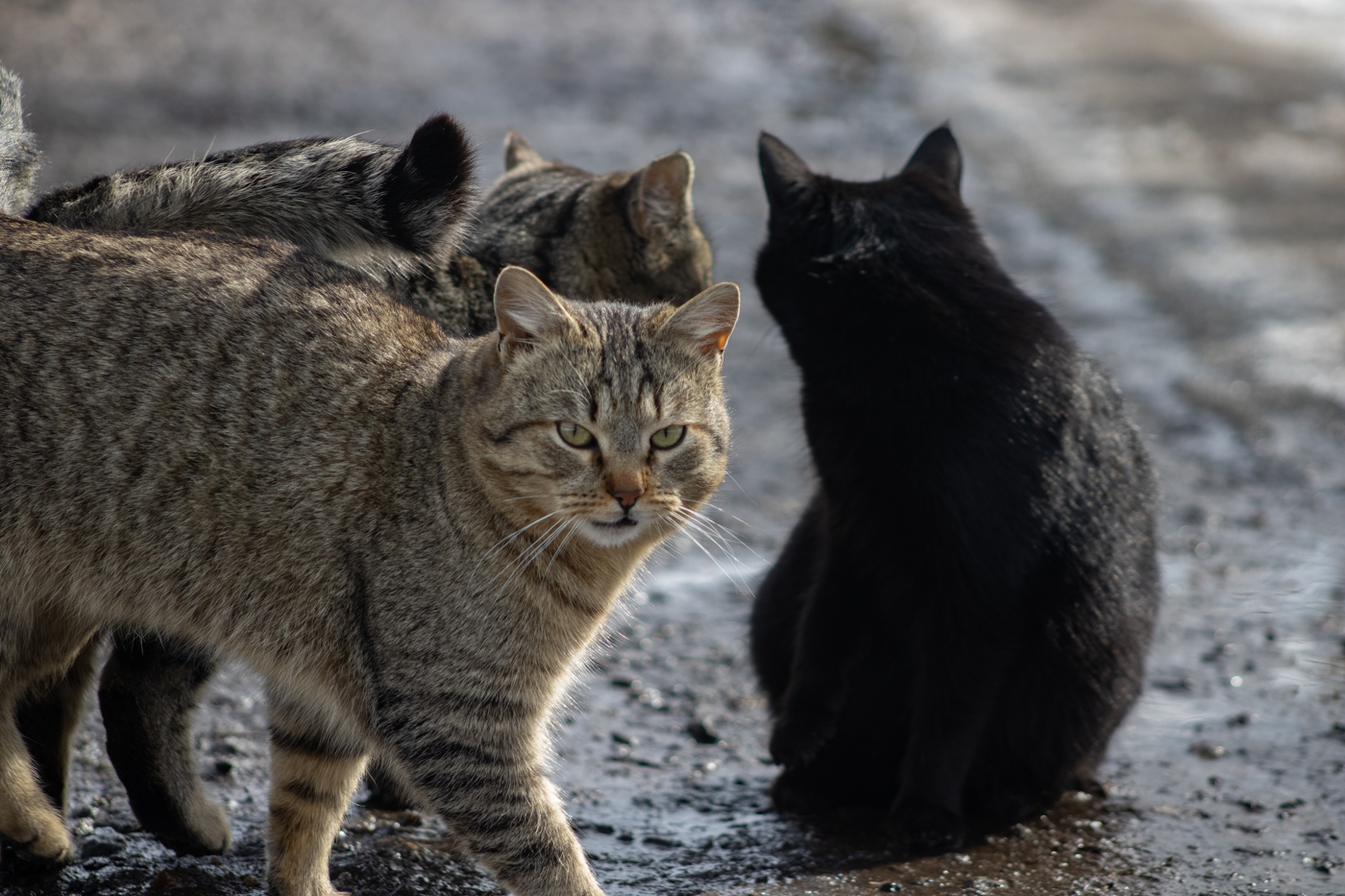 Street cats - My, The photo, cat, Animals, Longpost