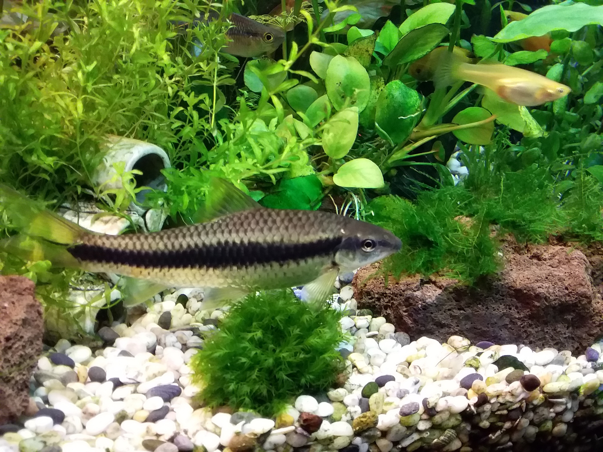 SAE (algae eater) is a bully - My, Aquarium, Aquarium fish, Longpost