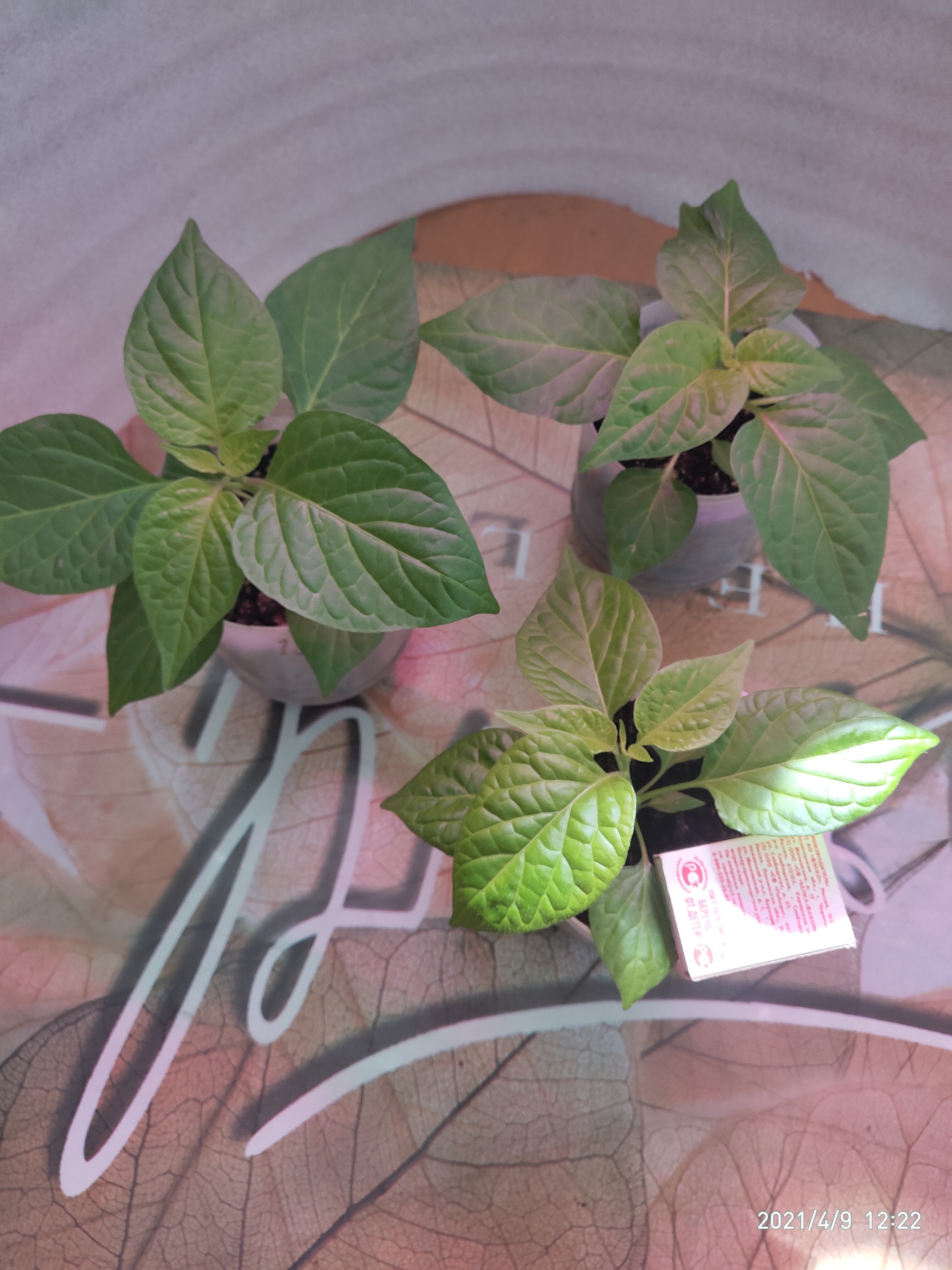 My hot peppers. Continuation - Hot peppers, Pepper farming, Seedling, Habanero, Longpost