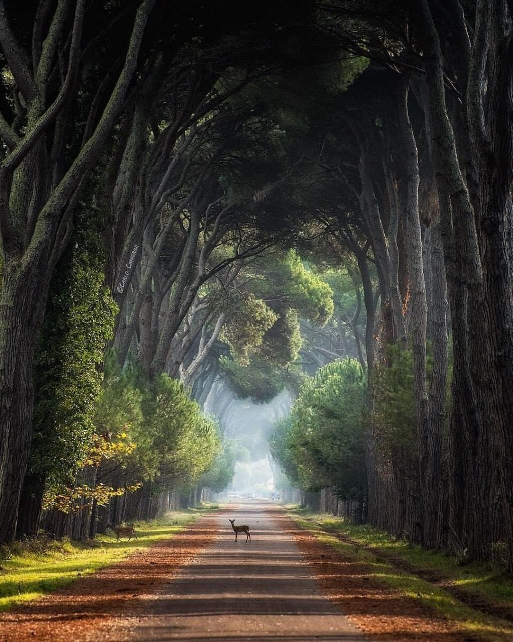 Road - Tuscany, Italy, The park, The photo