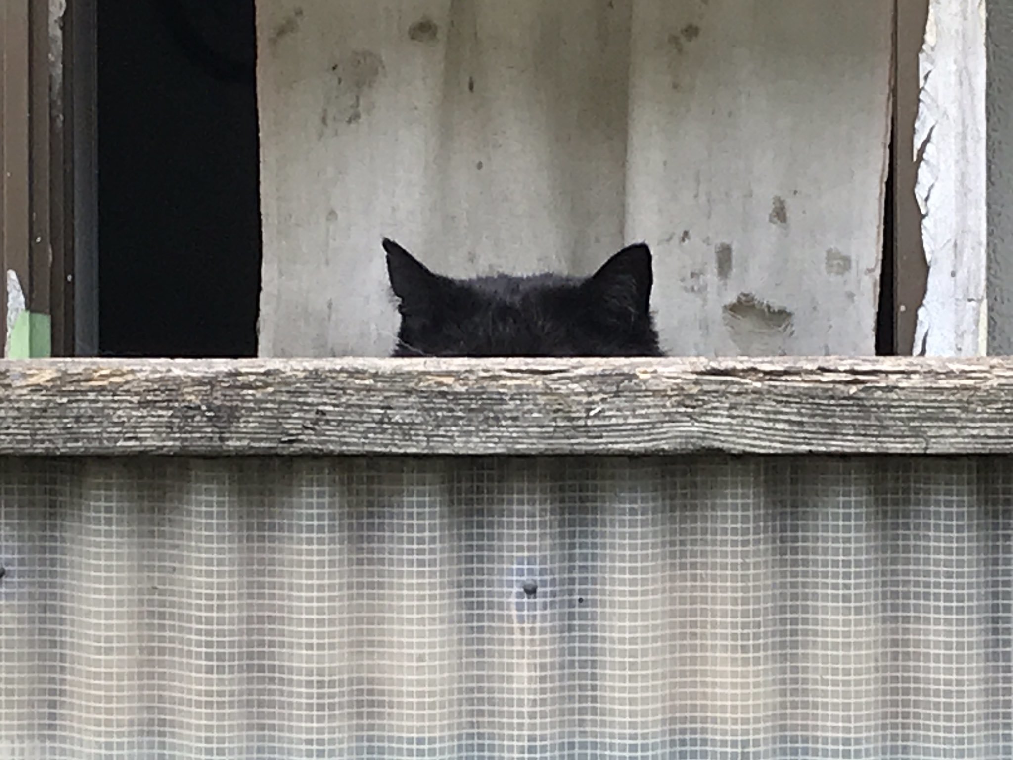 Black maturation [ @issei315 ] - cat, The photo, Twitter, Longpost