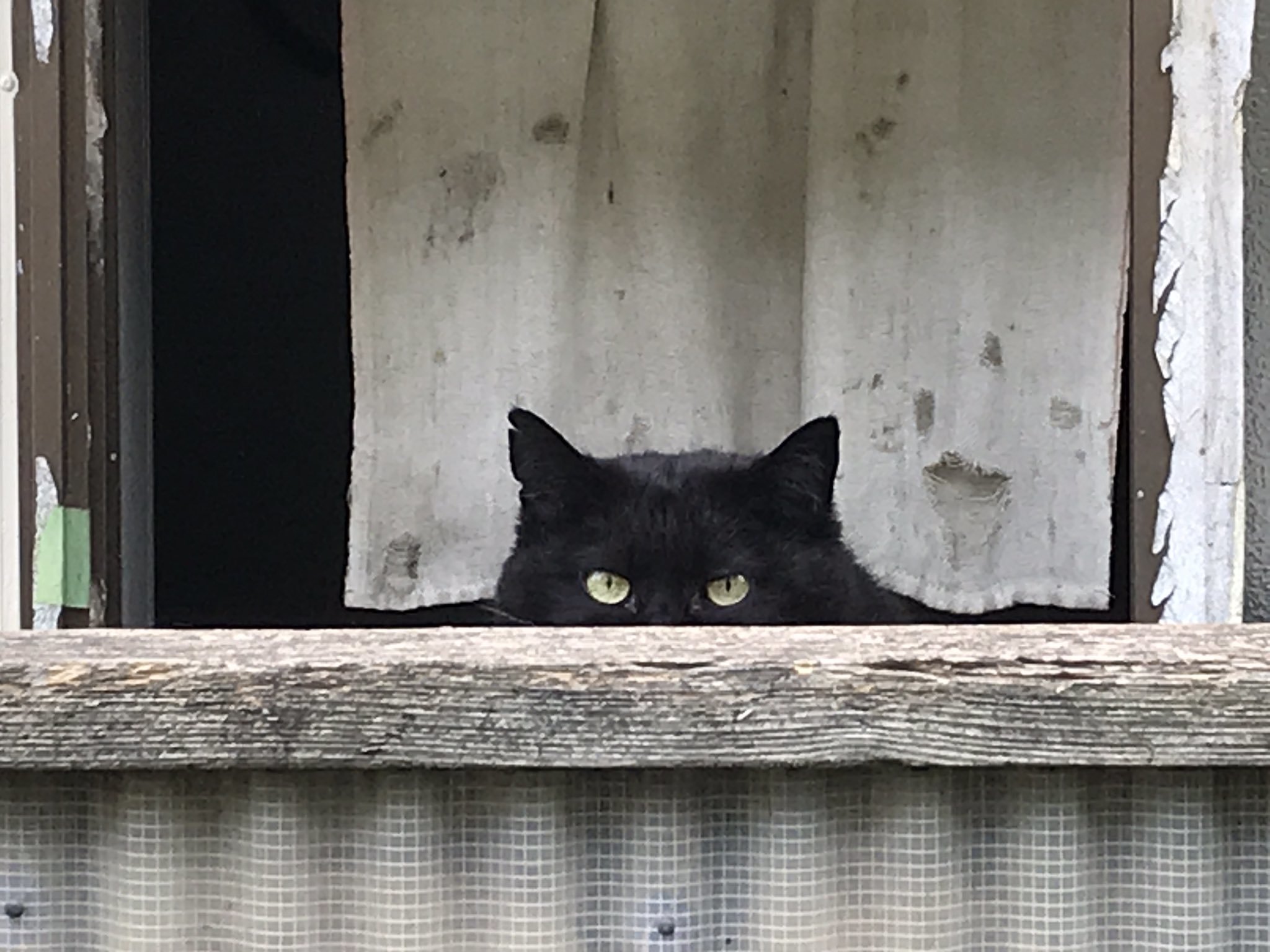 Black maturation [ @issei315 ] - cat, The photo, Twitter, Longpost