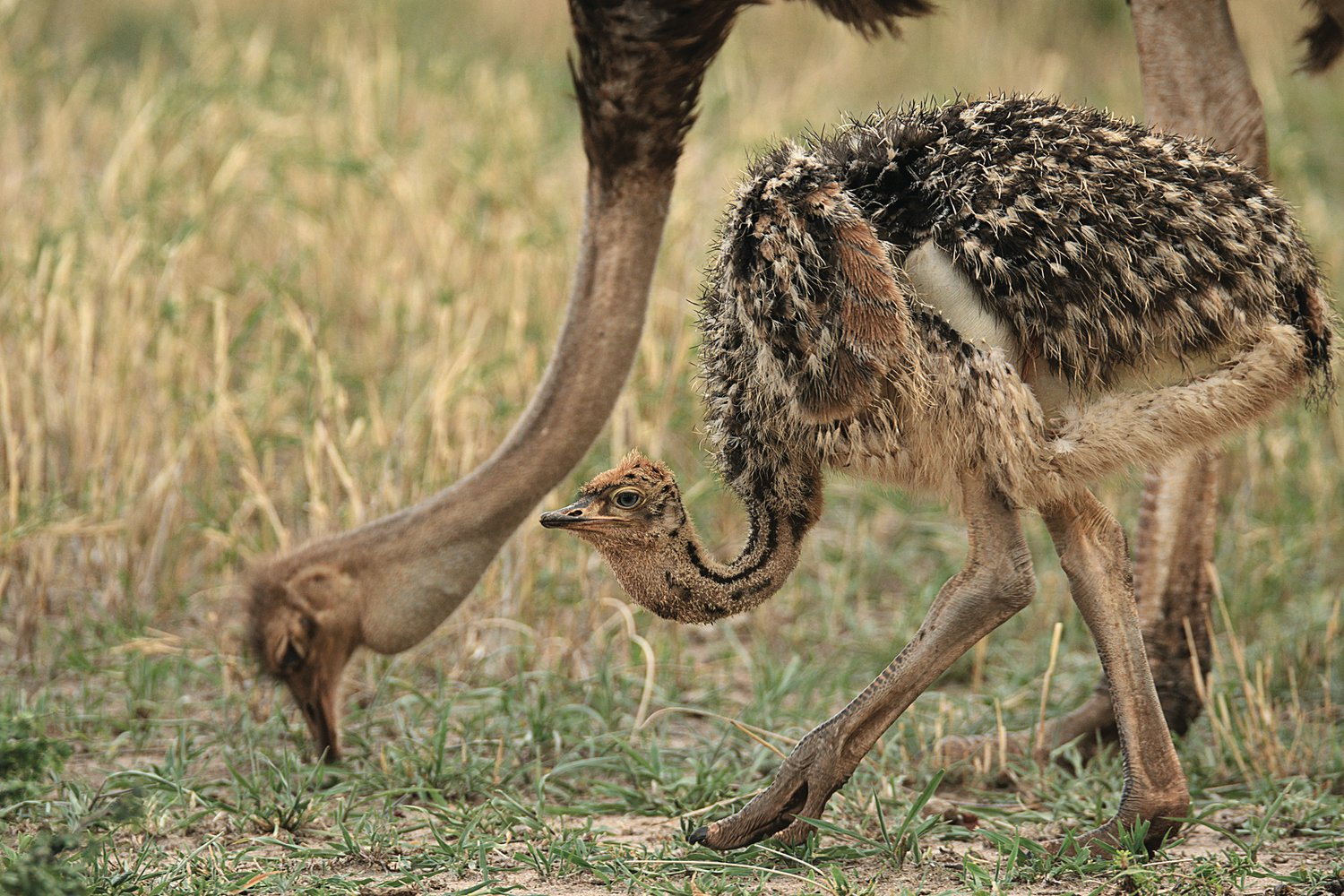 Miracle in feathers - Birds, Ostrich, Africa, Tanzania, National park, The science, Scientists, Zoology, University, Mating games, Nesting, The national geographic, Informative, Longpost