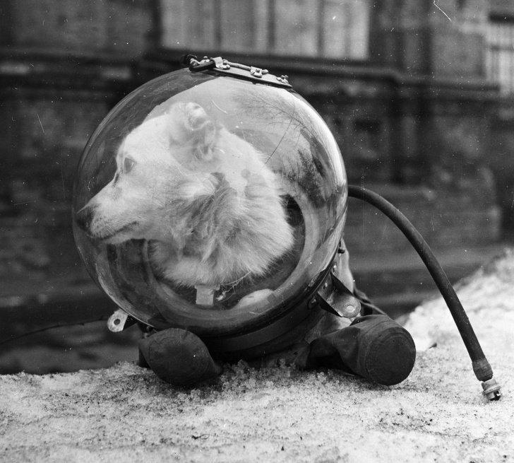 Belka, August 1960 - Dog, Space, Космонавты, Historical photo, Belka and Strelka