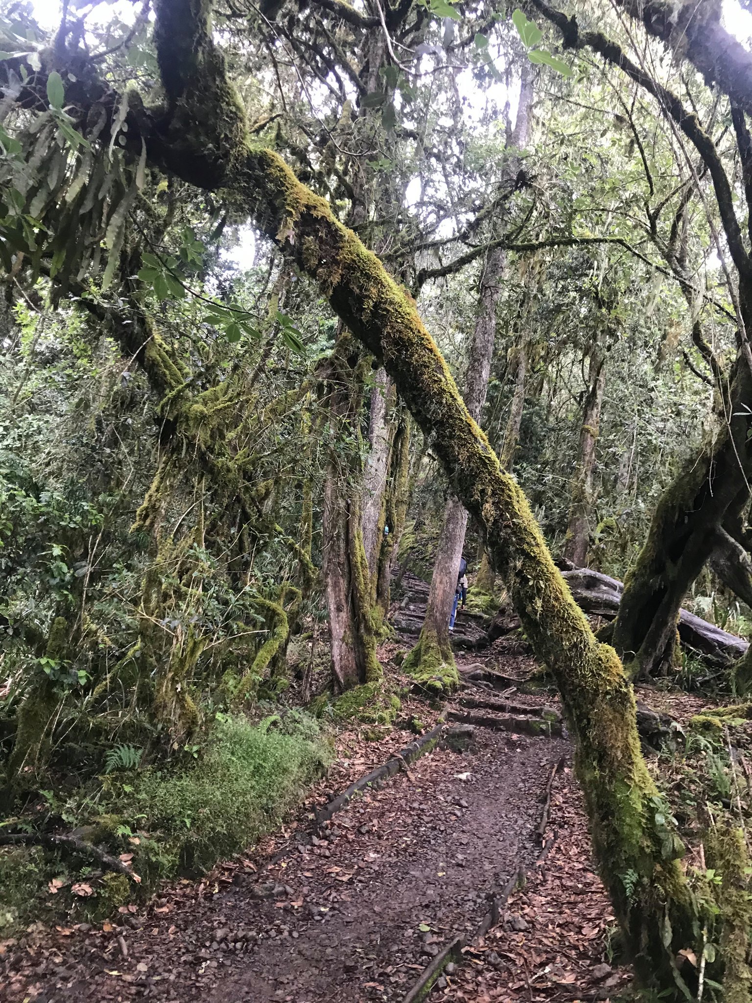 Climbing Kilimanjaro. Tanzania. February 2021 - My, Tanzania, Kilimanjaro, The mountains, Longpost, Mat, Hike, Travels