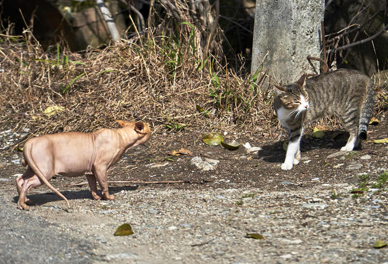 - My eyes would not look at you! - My, cat, Sochi, Sphinx