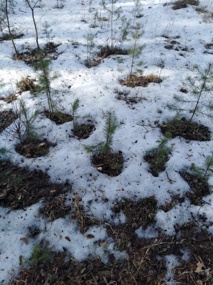 Walk through the spring forest - My, Spring, Forest, Snow, Puddle, Ural, Yekaterinburg, Longpost, The photo