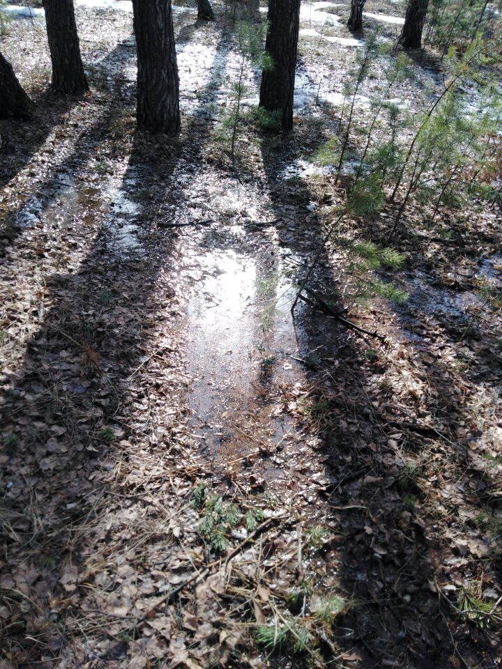 Walk through the spring forest - My, Spring, Forest, Snow, Puddle, Ural, Yekaterinburg, Longpost, The photo