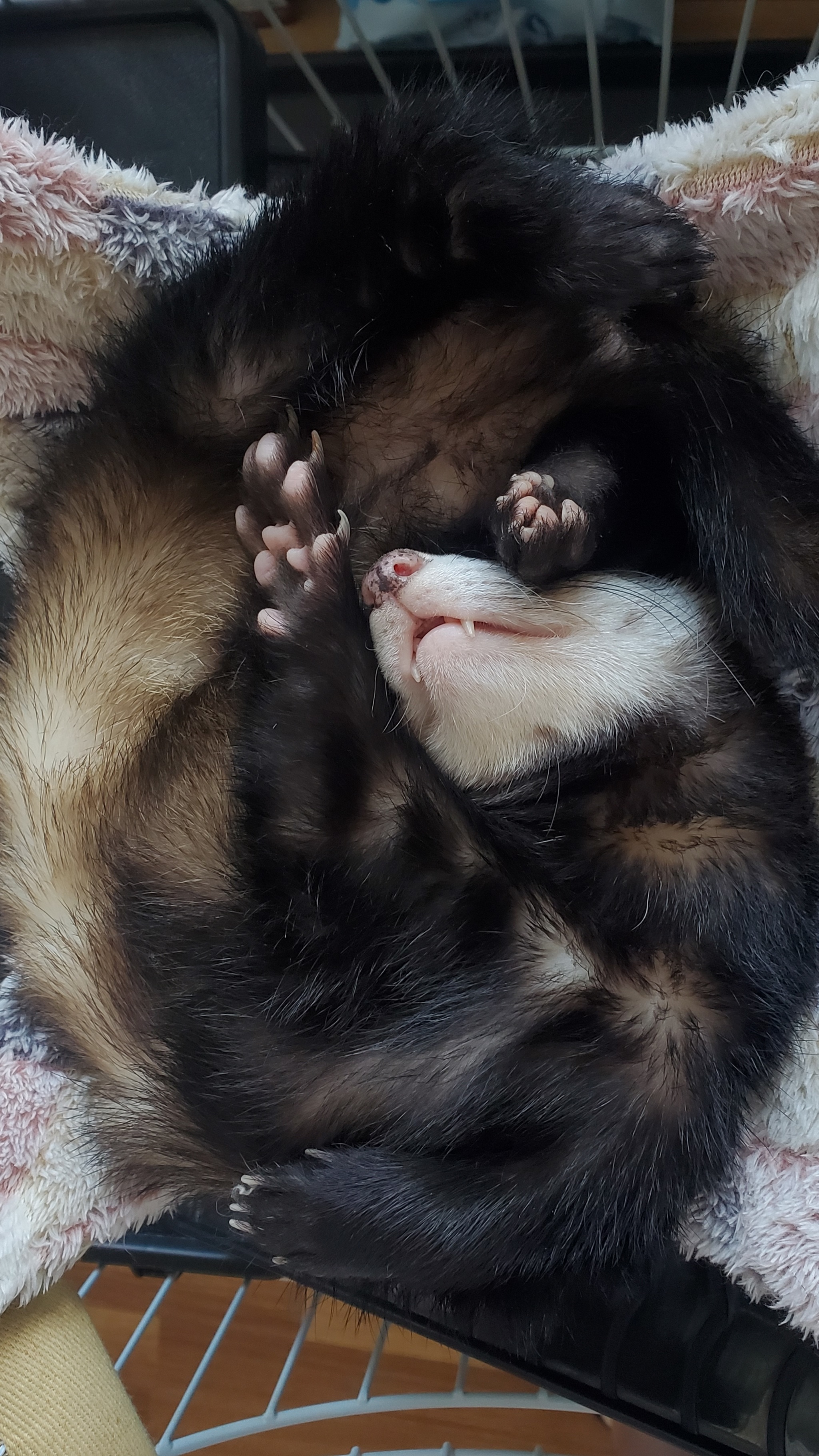 Baby Theon - My, Ferret, Dream