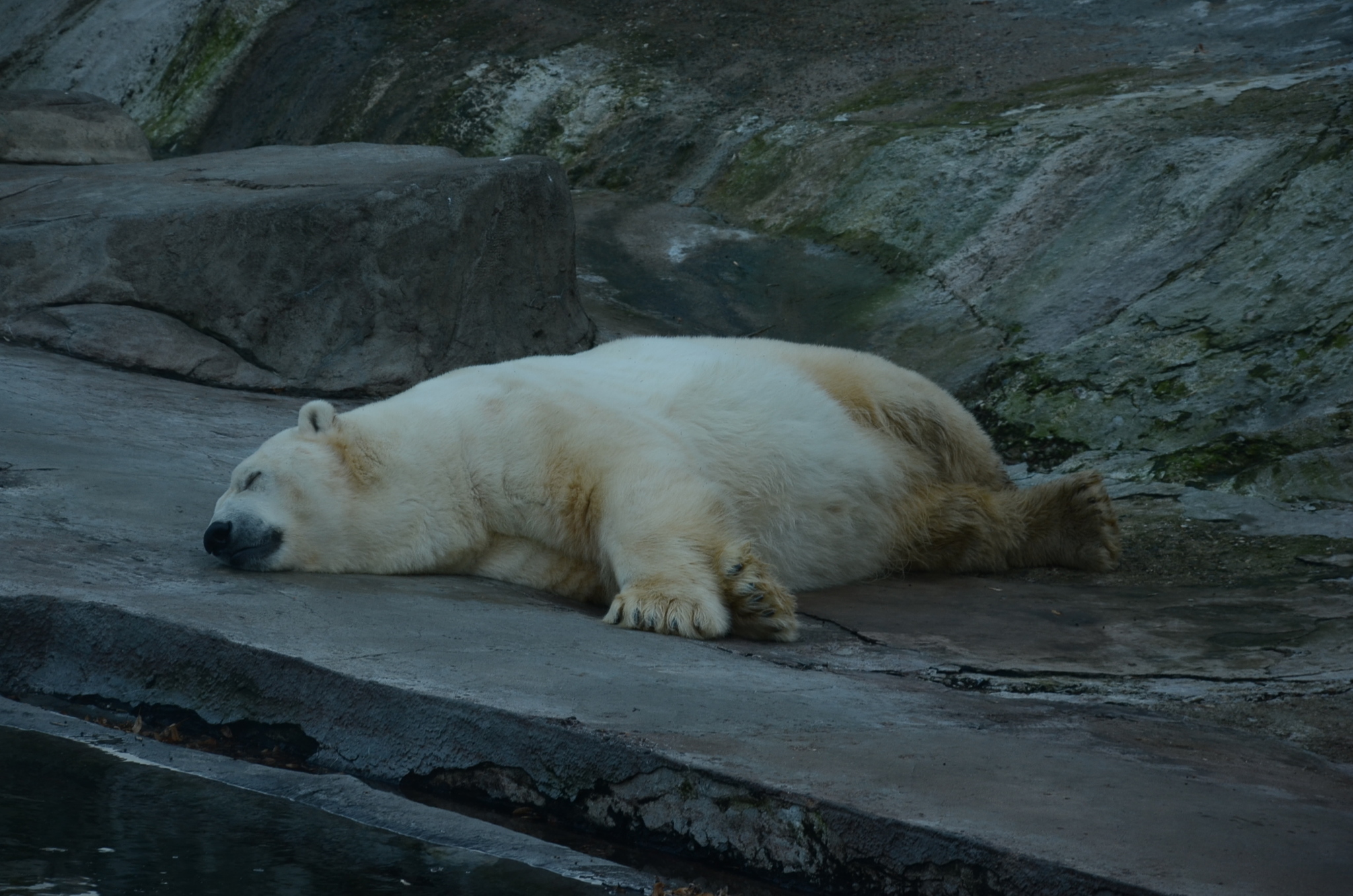 Sleepy hour - My, Moscow Zoo, Polar bear, sleepy hour, archive, The photo