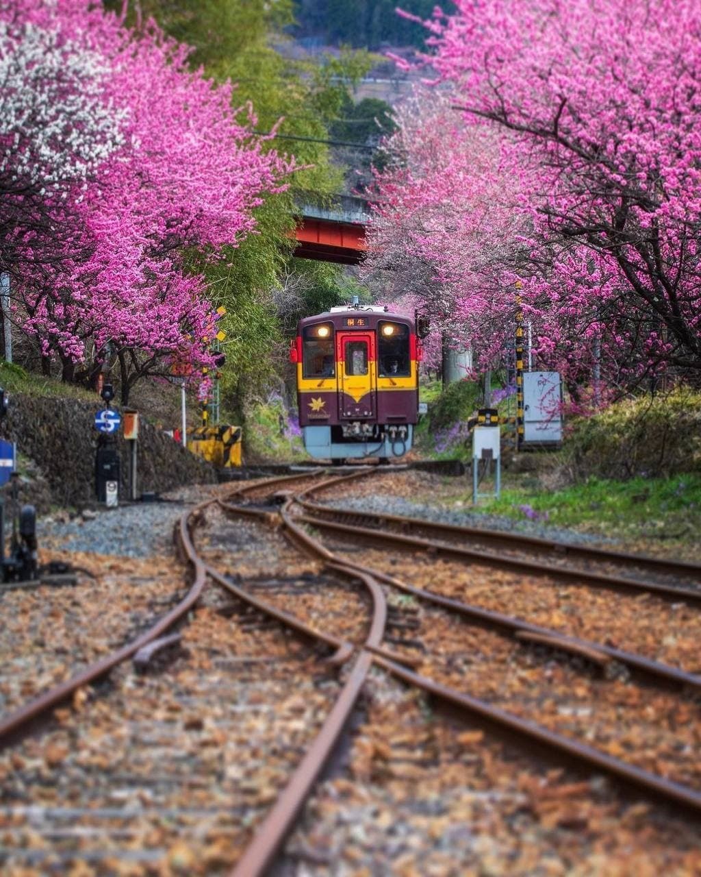 Trains in blooming Japan - Japan, A train, Bloom, Longpost, The photo