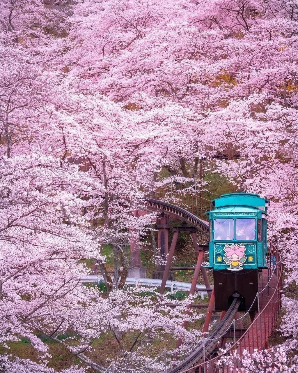 Trains in blooming Japan - Japan, A train, Bloom, Longpost, The photo